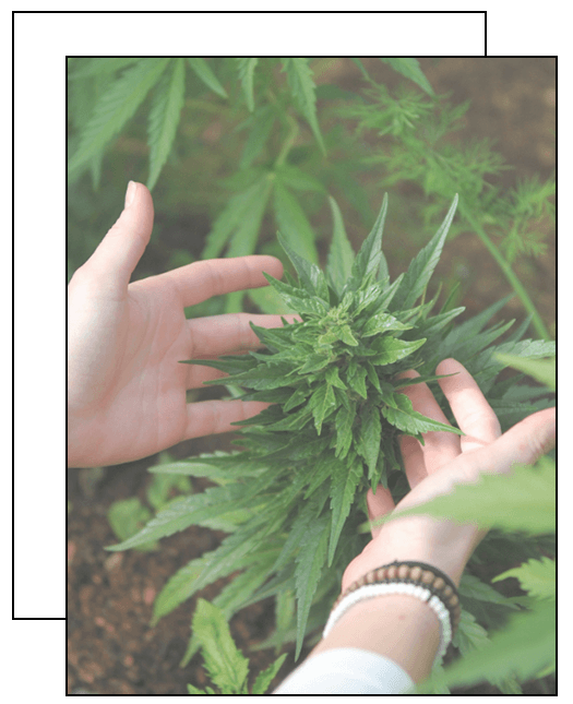 Hands examining a cannabis plant, representing legal expertise in cannabis law at a New York law firm specializing in defense attorney services and cannabis employment-related and criminal cases.